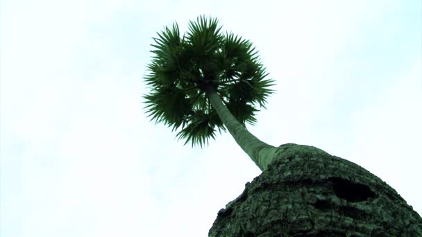 Palmera solitaria en tiro de ángulo bajo — Vídeo de stock