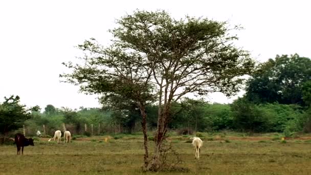 Panorama tiro cabra y vaca comer hierba — Vídeos de Stock