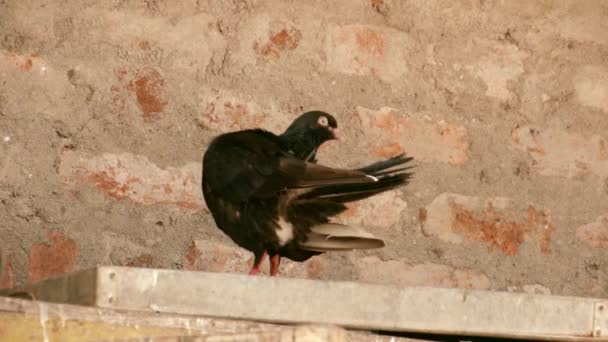 Close-up van een duiven — Stockvideo