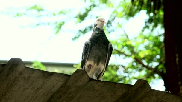 Retrato de um pombo ao ar livre — Vídeo de Stock