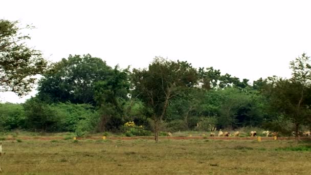 Panoramique chèvre et vache mangeant de l'herbe — Video