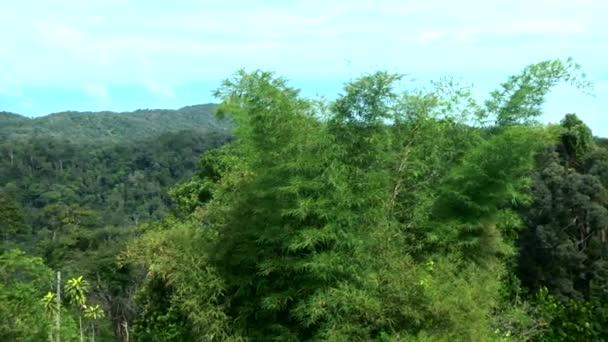 Ormanda orman. ağaçlar arka plan. Yeşil doğa manzara — Stok video