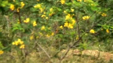 Chennai, Hindistan - 15 Mayıs 2016: yakacak odun taşıyan ve alan yürüyüş köy eski Hint kadın