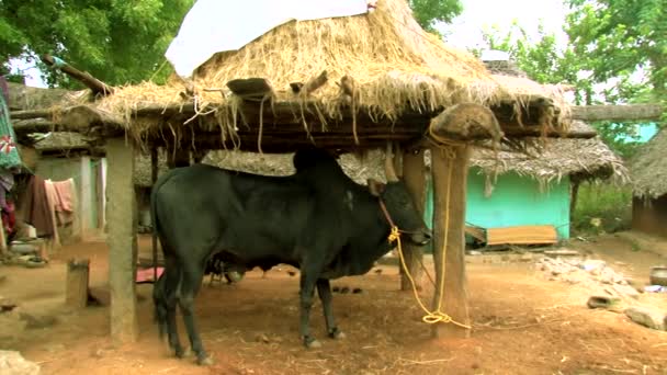 Indie - Květen 15, 2016: Dům s doškovou střechou venkovské indiánská vesnice s národy — Stock video