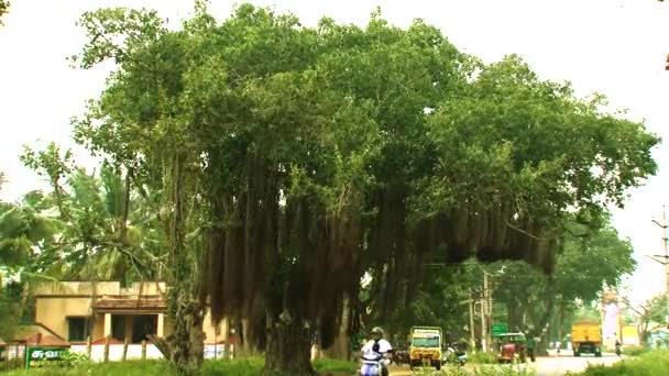 Pohon Banyan dengan akar udara. Latar belakang alami . — Stok Video