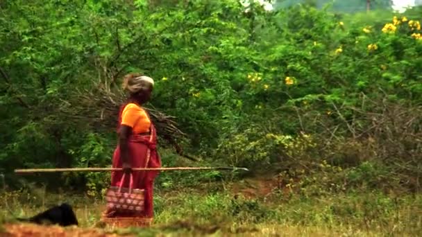 Ченнаї, Індія - 15 травня 2016: Село жінок перевозять дрова на їх голови, індійські жінки, несучи дрова та пішохідного руху на родовищі — стокове відео