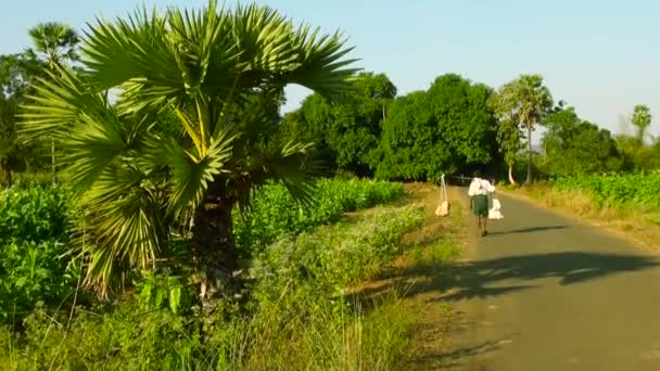 INDIA - 12 DE MARZO DE 2016: Anciano llevando carga, Un anciano caminando y llevando bolsa con un palo y caminando por la carretera con campo verde brillante — Vídeos de Stock