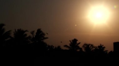 güzel gün batımı, Altın ışık günbatımı, aracılığıyla ağacında uçan kuşlar.