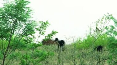 siyah keçi yürümek ve ormanda ot yemek