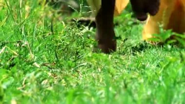alan, closeup çekim bacaklar çalışan kadın