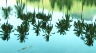 Dalgalar göl kenarında. Su yüzey, su yüzeyi ile Hindistan cevizi ağaçları ve gökyüzü gölge.