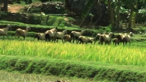 Ziegen laufen im grünen Gras — Stockvideo