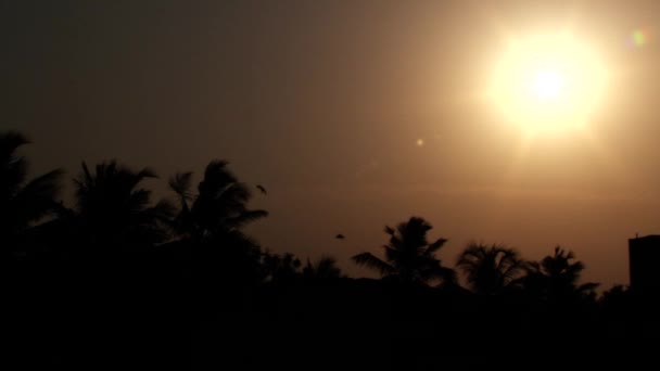 Puesta de sol hermosa, puesta de sol de luz dorada, pájaros volando a través del árbol . — Vídeos de Stock