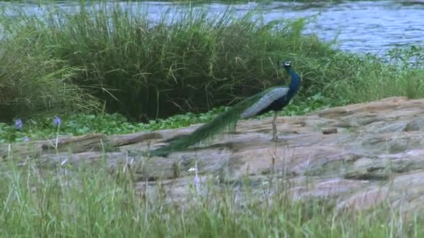 Un pavo real gritando en el bosque en el fondo del río . — Vídeos de Stock
