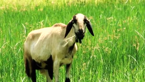 Крупним планом козел їсть траву — стокове відео