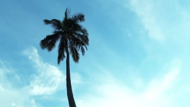 Palmera de coco con fondo de cielo azul y área de espacio de copia, bucle — Vídeo de stock