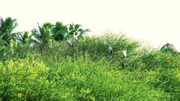 Vogels zittend in een boom — Stockvideo