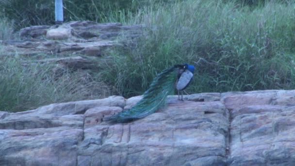 Hermoso pavo real en el bosque — Vídeo de stock