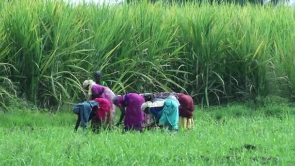 MADURAI, INDIA - APRIL 22th, 2015: Seorang petani wanita bekerja di sawah di India , — Stok Video