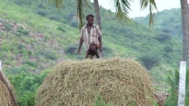 MADURAI, INDIA - APRIL 22th, 2015: Seorang pria berdiri dan menonton pada bundel petani gandum — Stok Video