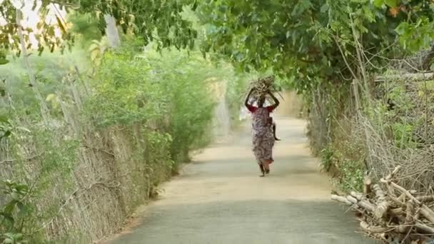 Indien - 11. Mai 2016: Lebensstil der indischen Dorfbewohner, indische Landfrauen tragen Saris und tragen eine Packung Baum auf dem Kopf in einem indischen Dorf, — Stockvideo