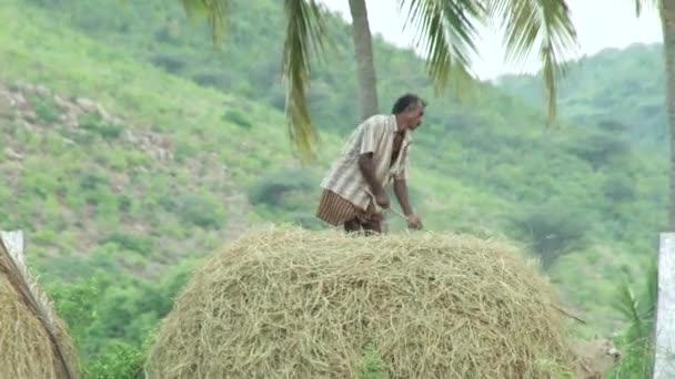 MADURAI, INDIA - APRIL 22th, 2015: Seorang pria berdiri dan menonton pada bundel petani gandum — Stok Video