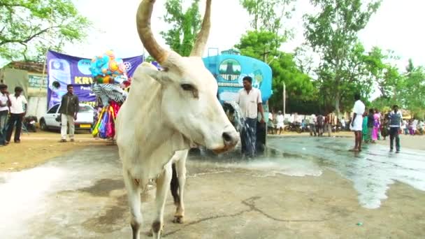 MADURAI, INDIA - 20 APRILE 2017: Indian Temple Car Festival, uomo gettare l'acqua nel controllo stradale su strada calore — Video Stock