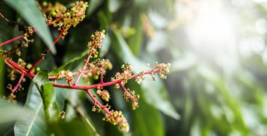 Organik Mango Tomurcukları Bahçelerde Güneş Işıklı Macro