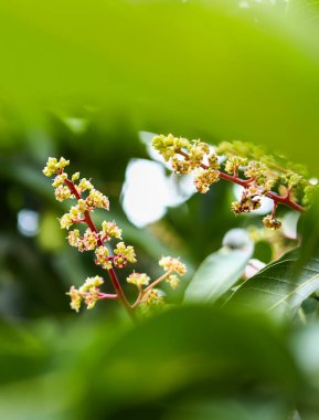 Genç mango tomurcukları ve onun ağaç bahçe çiçekleri