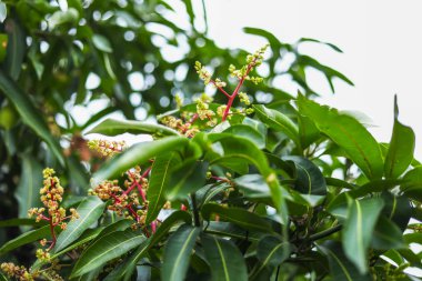 Genç mango tomurcukları ve onun ağaç bahçe çiçekleri