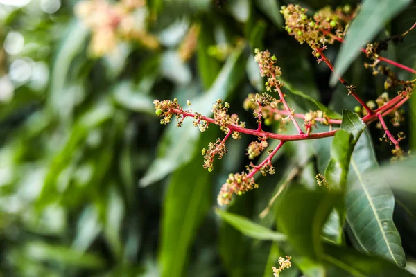 Proche des bourgeons de mangue bio dans les jardins — Photo