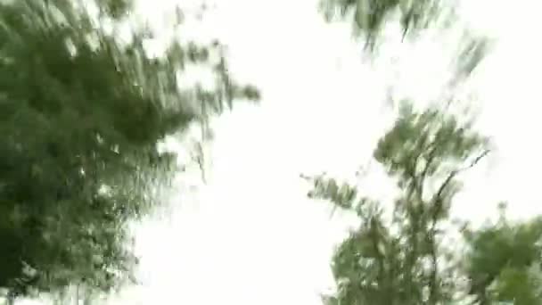 Tiempo de lluvia Árboles del Bosque Verde Contra el Cielo Azul. Mirando hacia arriba desde la ventana del coche . — Vídeos de Stock