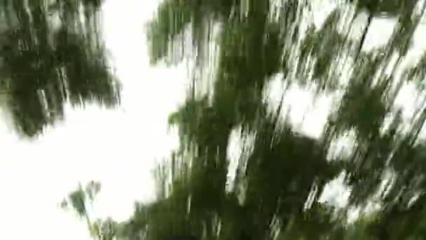 Tiempo de lluvia Árboles del bosque verde en movimiento coche de conducción ventana POV disparo — Vídeos de Stock