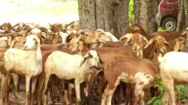 Bir grup keçi ot yiyor ve koşuyor.