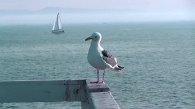 Deniz suyunun kıyısındaki martıya yaklaş, San Francisco Körfezi Martı.