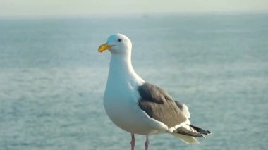 Sahilde oturan martı, San Francisco Körfezi Martısı.