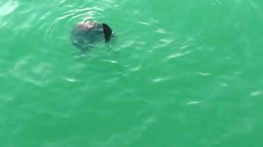 Deniz aslanı suda yüzer. Deniz aslanı yeşil suyla suda oynuyor.