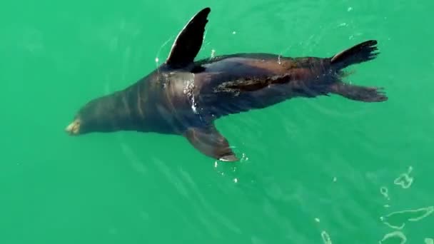 Mare leone nuoto e pipì in acqua verde — Video Stock