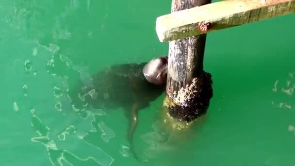 The sea lion is playing in the water — Stock Video