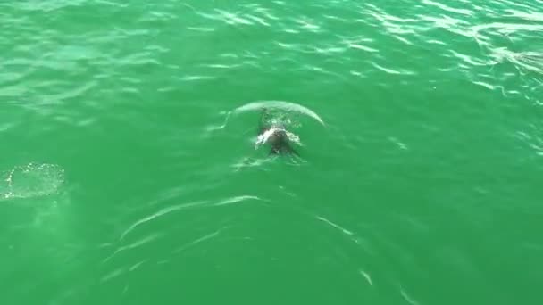 Der Seelöwe sprüht Wasser und schwimmt im Wasser. der Seelöwe spielt im Wasser, — Stockvideo
