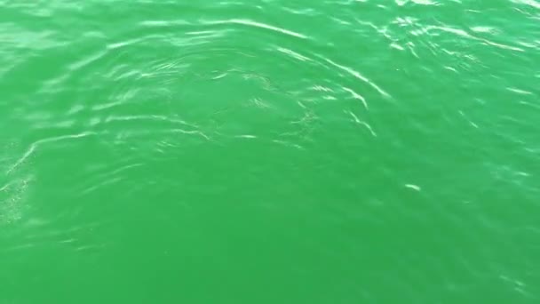 Yeşil suyun yakın plan çekimi, deniz aslanı yeşil suyla suda oynuyor. — Stok video