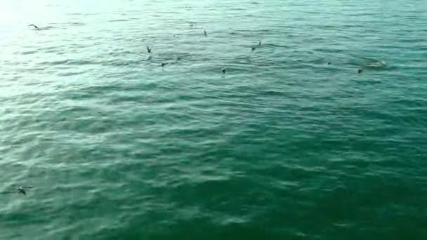 Leones marinos flotando con aves marinas volando en aguas tranquilas — Vídeos de Stock