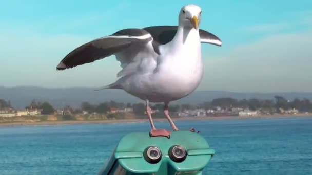 Seagull sitting on a 'View Point' telescope — Stock Video