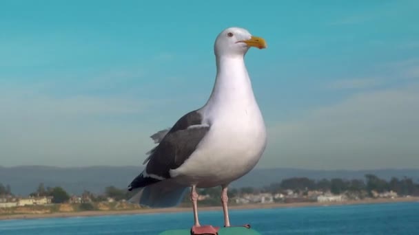 Zbliżenie mewy na skraju wody morskiej, San Francisco Bay Seagull — Wideo stockowe