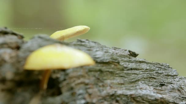 Champignons sauvages au fond de la forêt, Closeup Champignons sur tronc d'arbre dans la forêt de feuillus , — Video
