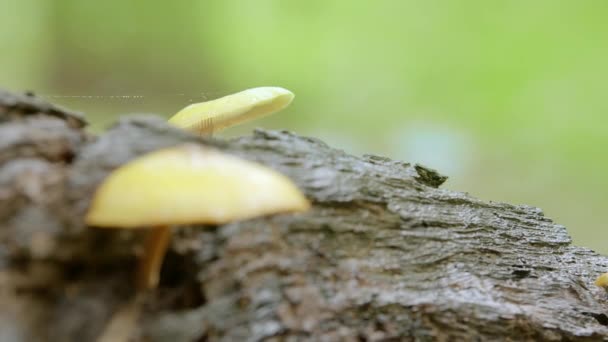 Vadon termő gombák az erdő mélyén, közeli gombák a fatörzsön a lombhullató erdőben, fókuszváltás — Stock videók