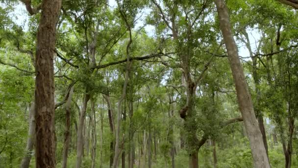 Hêtraies fraîches vertes au printemps. Feuilles vertes sur les branches des arbres. Belle forêt de montagne .