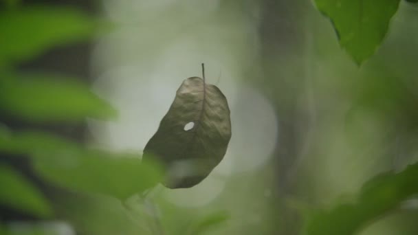 Αράχνη στον ιστό στο κοντινό δάσος, φύλλα που πετούν στον ιστό μιας αράχνης — Αρχείο Βίντεο