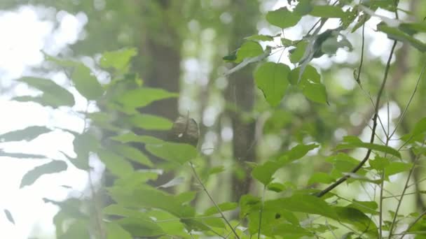 Groene bladeren vliegen in een spinnenweb in het achterlicht, spinnenweb in het herfstbos — Stockvideo