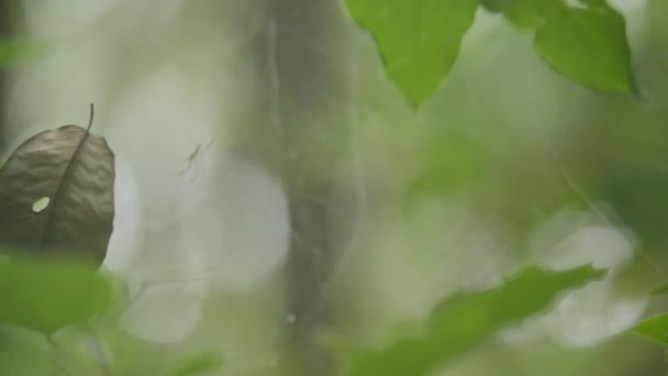 Groen blad dat in een spinnenweb vliegt in het achterlicht. — Stockvideo